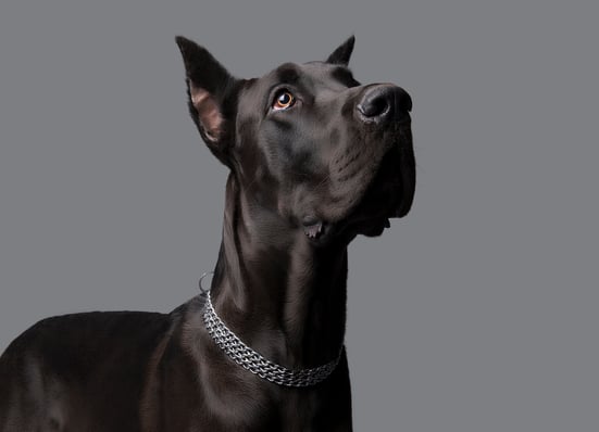 4 Tips to Re-Approach Big Dogs