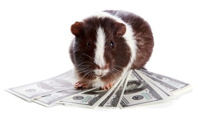 guinea-pigs-or-winners.jpg