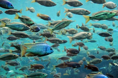 Turning-Black-Water-into-Tilapia-Fish.jpg