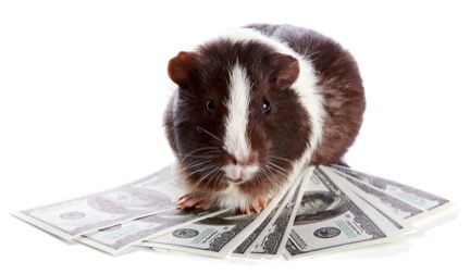 guinea-pigs-or-winners.jpg